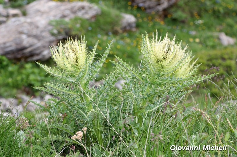 Cirsium spinosissimum  / Cardo spinosissimo